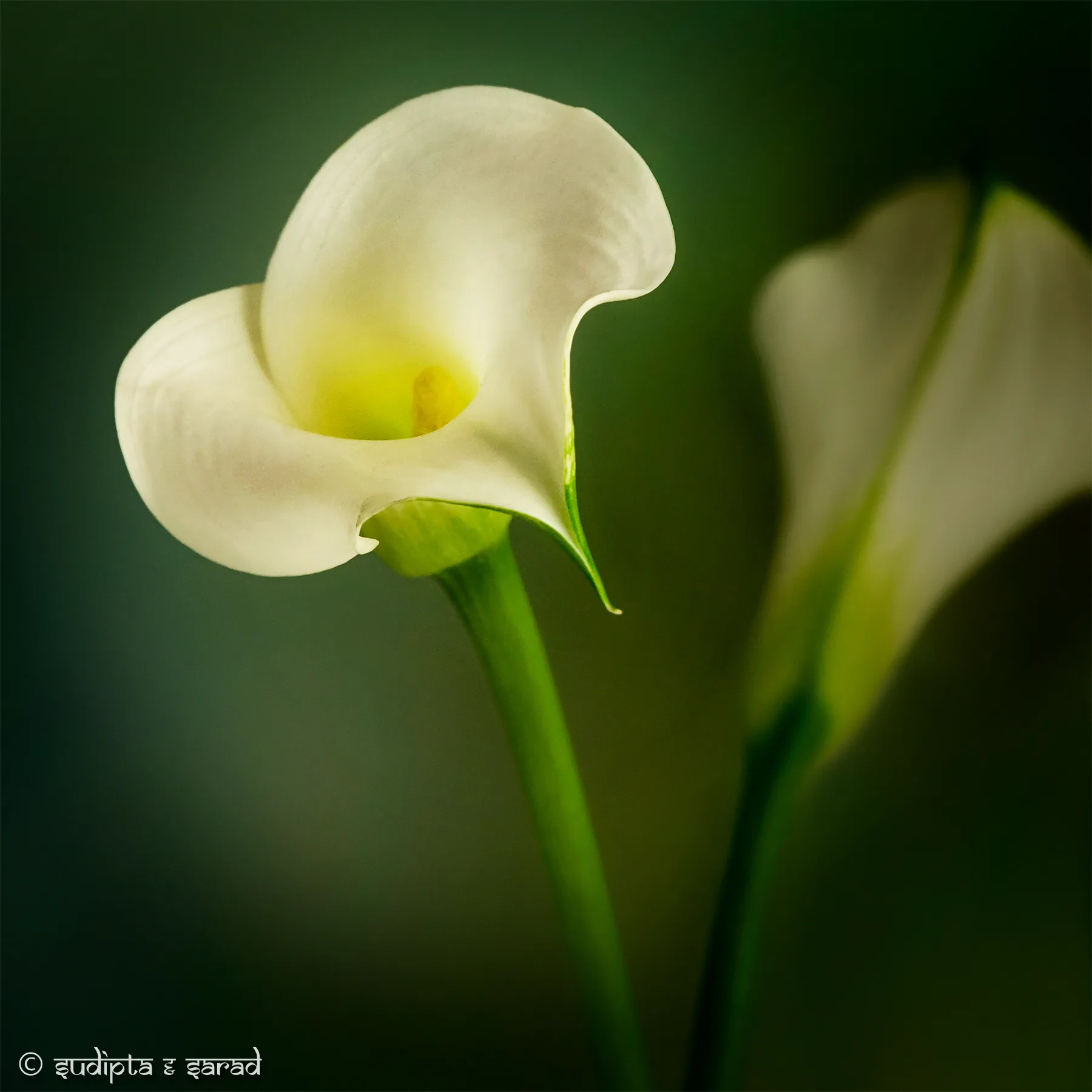 White lily photographed in fine-art style